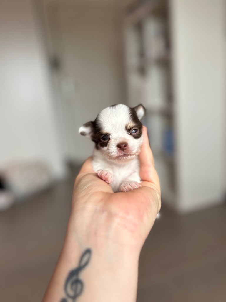 Du Fjord D’Oslo - Chiot disponible  - Chihuahua