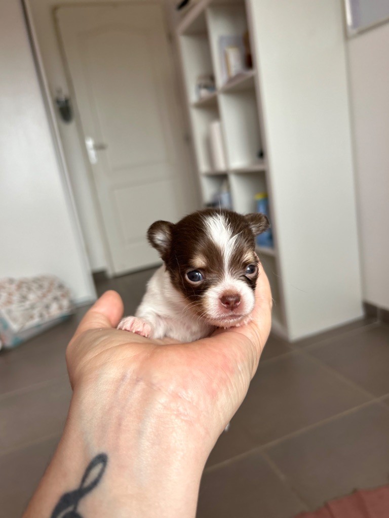 Du Fjord D’Oslo - Chiot disponible  - Chihuahua