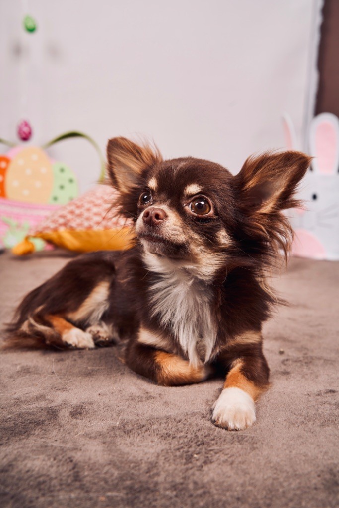 Twix (Sans Affixe)