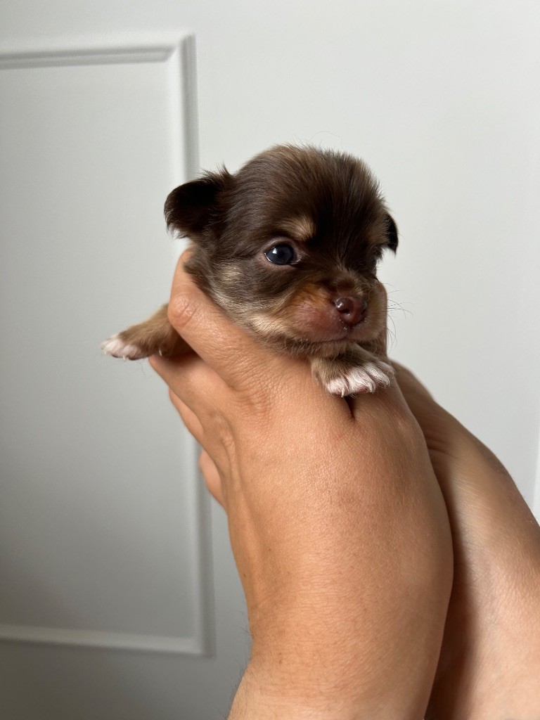 Du Fjord D’Oslo - Chiots disponibles - Chihuahua