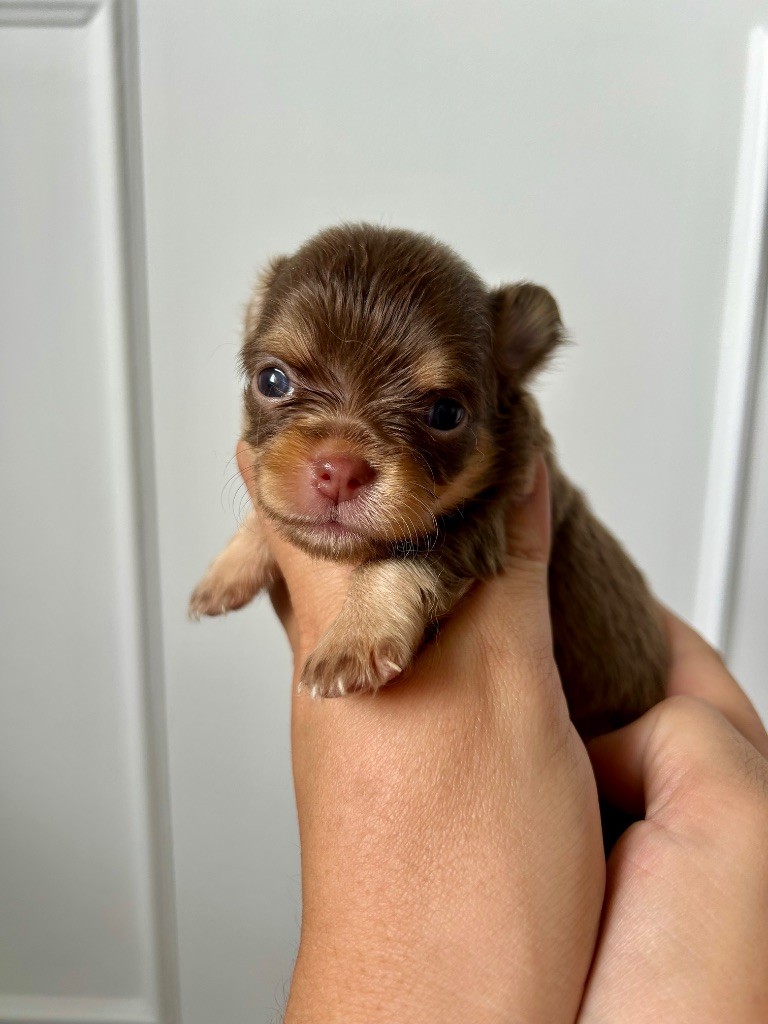 Du Fjord D’Oslo - Chiots disponibles - Chihuahua