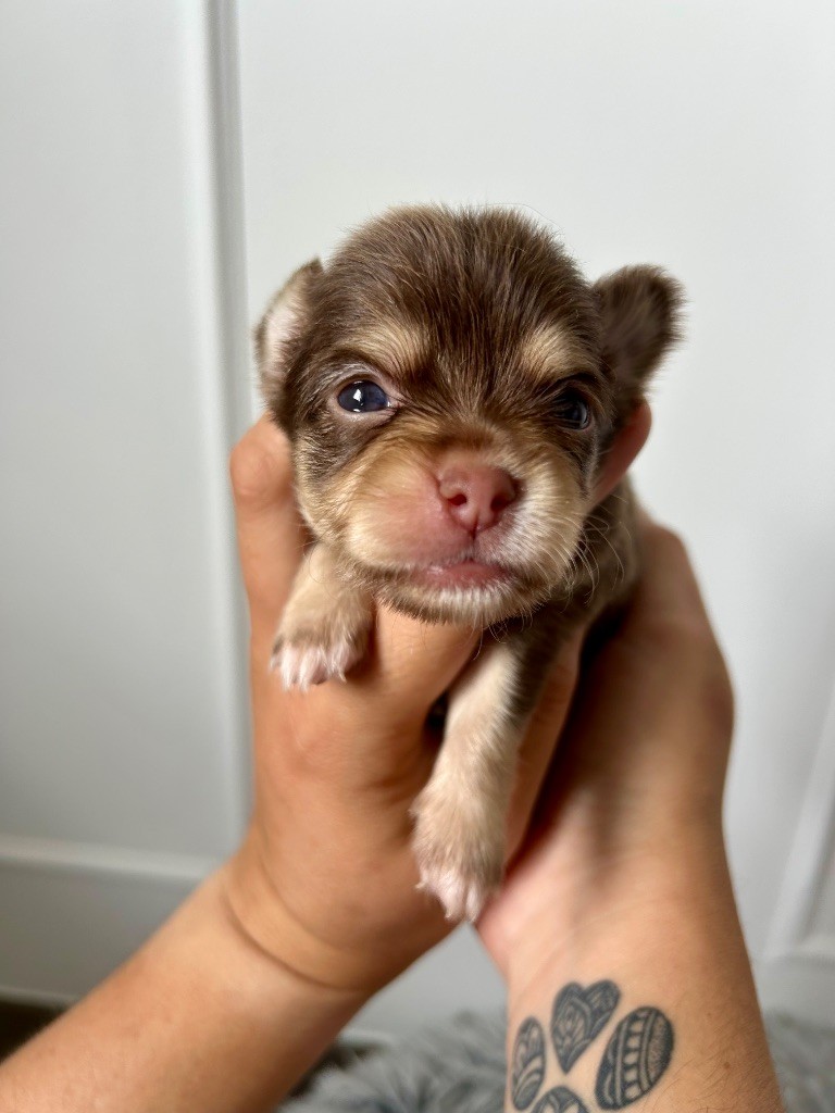 Du Fjord D’Oslo - Chiots disponibles - Chihuahua