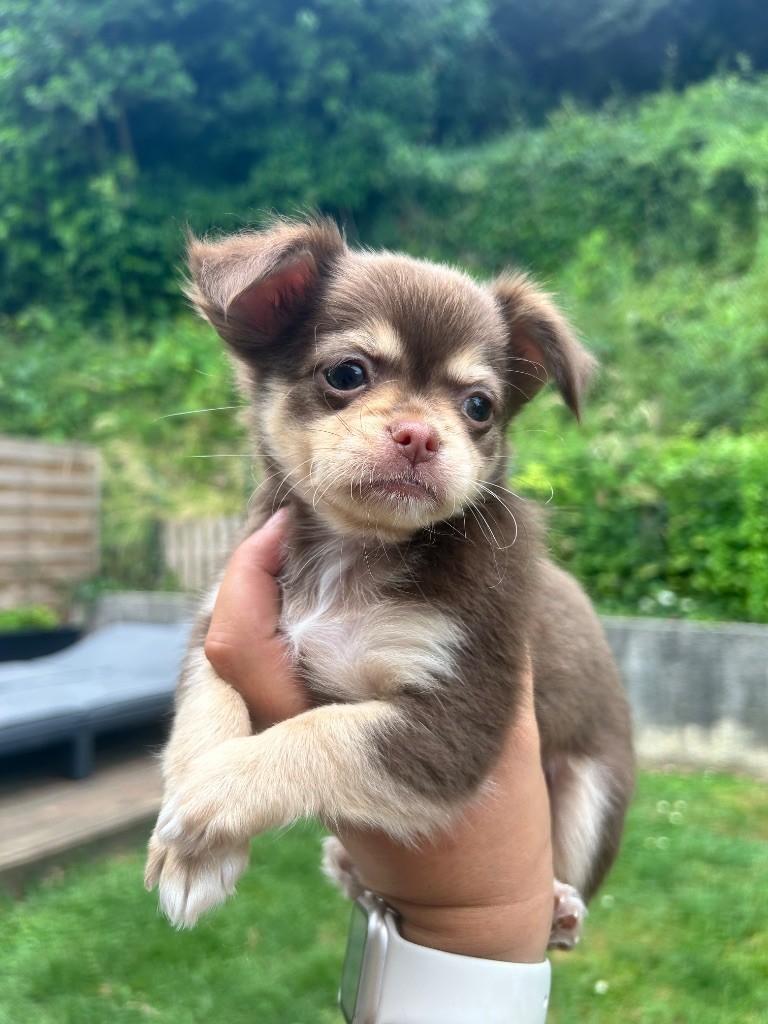 Du Fjord D’Oslo - Chiots disponibles - Chihuahua
